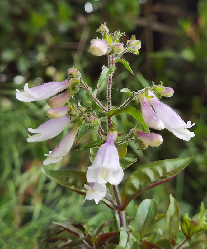 Penstemon hirsutus var pygmaeus